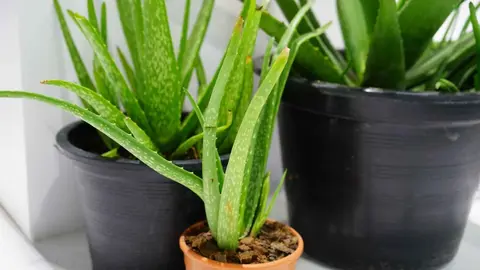 Plantas de aloe vera de El Corte Ingl&eacute;s
