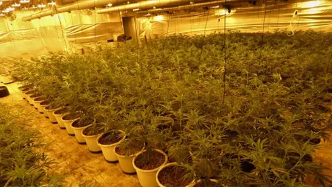 Acaban con una plantaci&oacute;n clandestina de marihuana y detienen a su propietario en C&oacute;rdoba