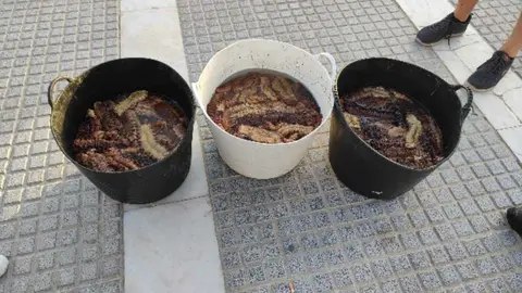 Capachas de holoturias intervenidas