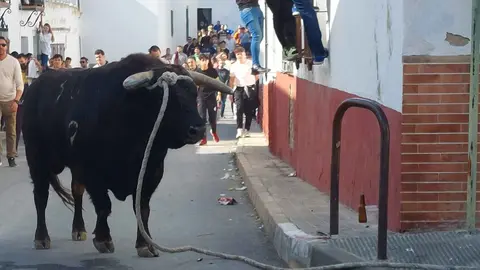 Toro de cuerda en Villalba del Alcor