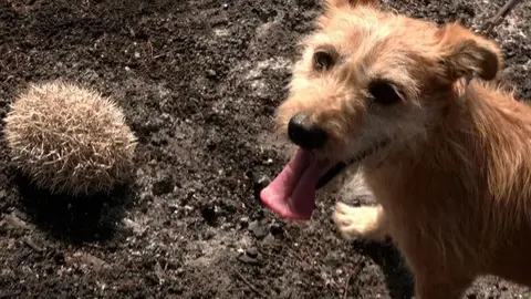 As&iacute; es Willow, el perro rastreador que rescata a erizos afectados por incendios en Huelva