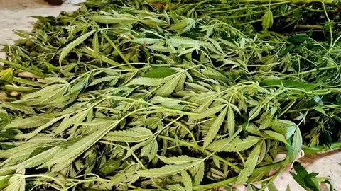 Este el gran precio de venta de las plantas de marihuana incautadas en Sevilla