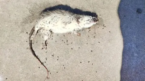 Vecinos de Renfurbis en Jerez estallan con ratas en su parque infantil