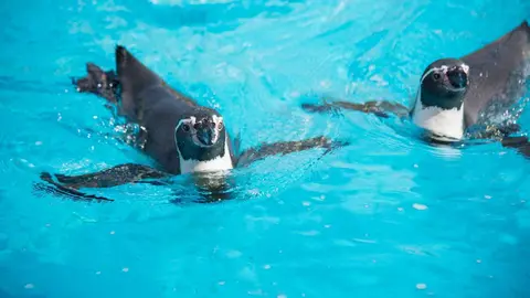 Usan ping&uuml;inos para limpiar el fondo de la piscina