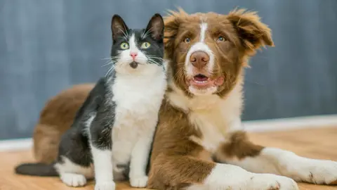 El chollo de Lidl para que las mascotas no se aburran