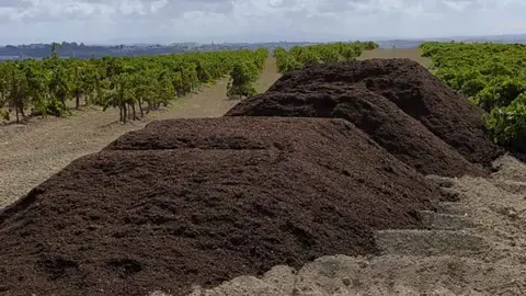 Este es el motivo del mal olor que inunda Jerez en las &uacute;ltimas semanas