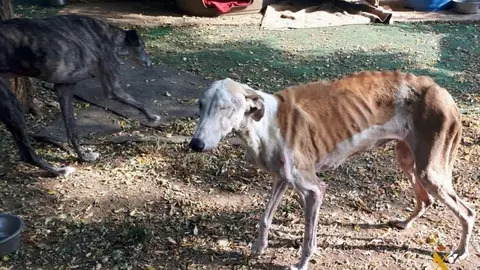 Animales muertos en vida en Almer&iacute;a. Este es el refugio del horror