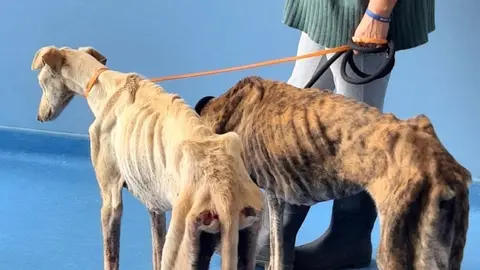 Las terribles condiciones en las que viv&iacute;an 3 galgos en Almonte. Uno con casi 500 garrapatas