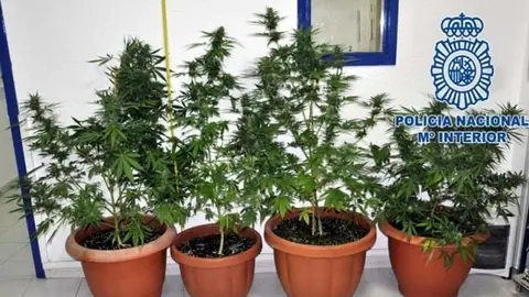 A la vista de la gente. Cultiva marihuana en la terraza de su casa en M&aacute;laga
