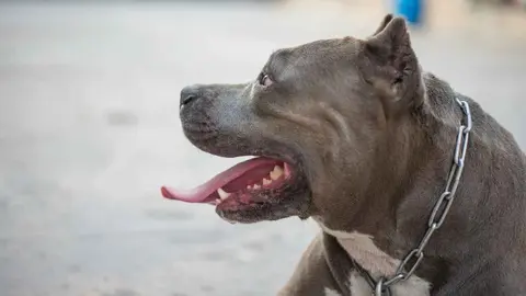 Un pitbull en una foto de archivo
