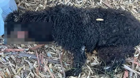 Encuentran un perro abandonado en Jerez cojea de una pata y la oreja magullada