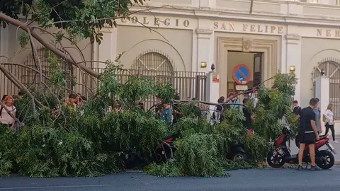 Rama ca&iacute;da en el San Felipe Neri