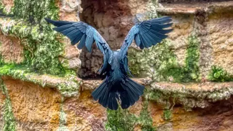 D&iacute;a de las aves en el Zoo de Jerez