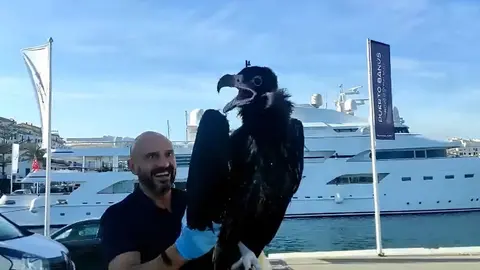 As&iacute; rescatan a un buitre negro de pocos meses ca&iacute;do al mar en Marbella
