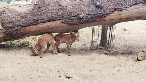 Parto gemelar de una hembra de Mufl&oacute;n del Atlas