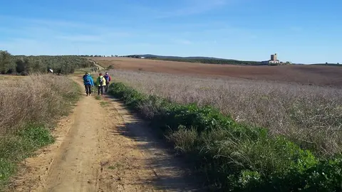 Muere un hombre tras volcar un coche en una v&iacute;a pecuaria de Sevilla