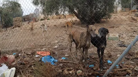 As&iacute; maltratan continuamente a 29 perros en una finca de C&oacute;rdoba, pero se libran de la c&aacute;rcel