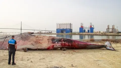 As&iacute; encuentran flotando muerta a una ballena de grandes dimensiones en pleno puerto de C&aacute;diz