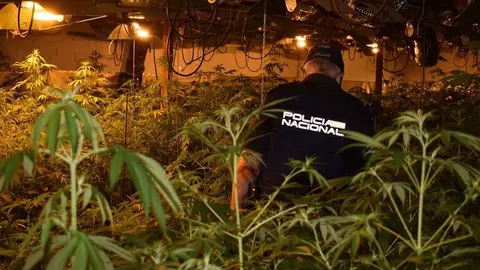 Montan una asociaci&oacute;n en Huelva. Pero acaban traficando con hach&iacute;s y marihuana y fumando porros