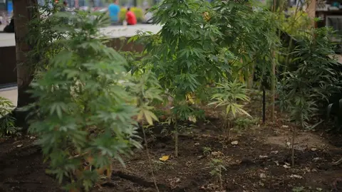 Este es el nuevo golpe contra el tr&aacute;fico de drogas en Almer&iacute;a. Vecinos hartos del mal olor