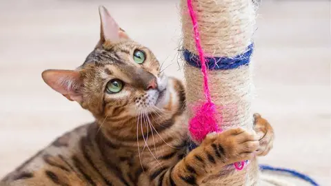 &Aacute;rbol rascador para gatos de Lidl