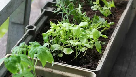 Trucos para proteger las plantas en invierno con Amazon