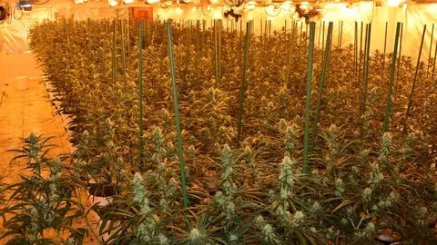 As&iacute; intervienen m&aacute;s de 1.600 plantas de marihuana en Santa Fe (Granada). 8 personas investigadas