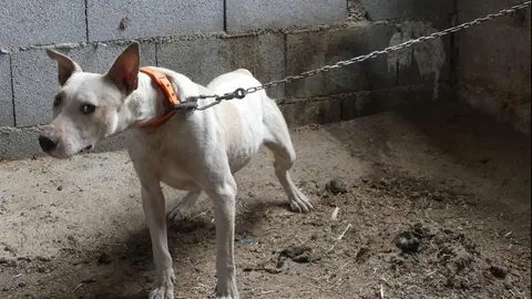 As&iacute; maltratan y acaban matando a sus perros en Granada. Pueden ir a la c&aacute;rcel
