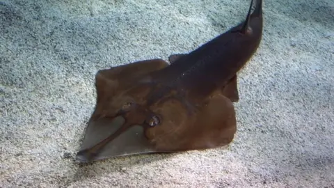 As&iacute; lo pillan capturando un pez guitarra, un animal en peligro de extinci&oacute;n en la Bah&iacute;a de C&aacute;diz