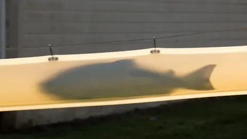 El curioso v&iacute;deo del ca&ntilde;&oacute;n que dispara salmones que se est&aacute; viralizando por redes sociales