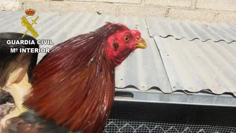 Buscan droga en una casa de Granada y acaban encontrando a 5 gallos de pelea mutilados