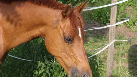 Muere un ni&ntilde;o de 14 a&ntilde;os tras caer de un caballo en un centro de educaci&oacute;n especial de C&oacute;rdoba