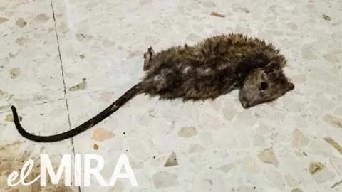 Rata encontrada en un domicilio de la calle Danubio de Jerez