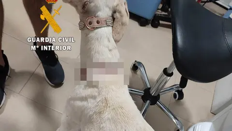 Encuentran un perro en M&aacute;laga con parte de la yugular externa seccionada