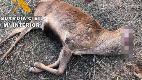 Destroza fincas y mata a animales en Ja&eacute;n y se llevaba las cabezas de sus presas