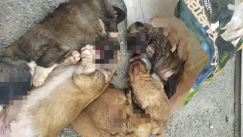 Aparecen perros sin vida en la basura