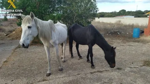 Esta es la perrera ilegal de Chiclana donde manten&iacute;an a animales en condiciones lamentables