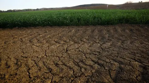 Estas son las nefastas consecuencias de la grav&iacute;sima sequ&iacute;a para el campo en Huelva