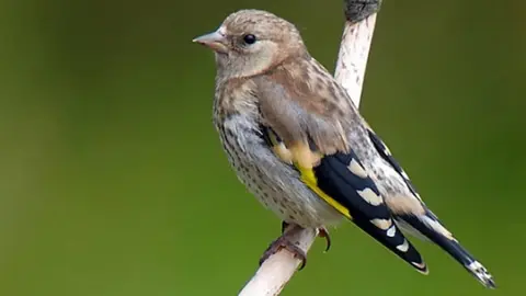 As&iacute; caza jilgueros ilegalmente en Algeciras. Esta fue su reacci&oacute;n tras ser descubierto