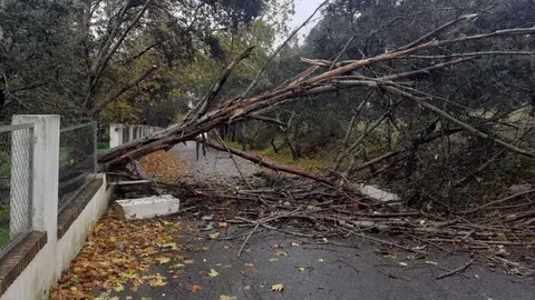 As&iacute; hacen estragos las lluvias en Huelva. Inundaciones y ca&iacute;das de &aacute;rboles