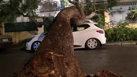 Un &aacute;rbol destroza un coche y arrasa la valla de una casa en la barriada Espa&ntilde;a de Jerez