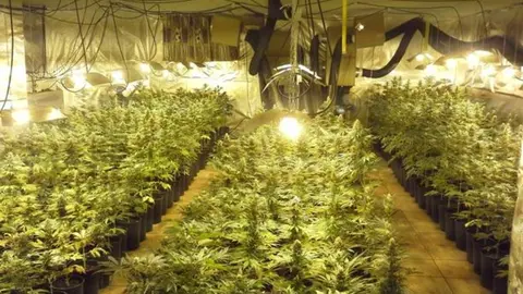 Llena su casa de Roquetas de marihuana y lo acaban pillando. Esta es la dura condena