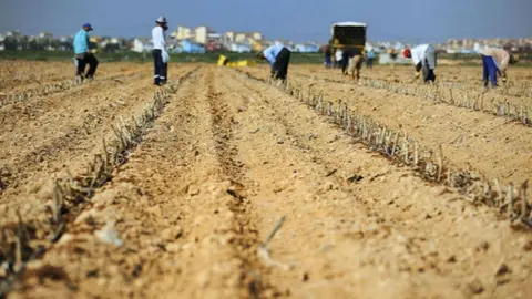 As&iacute; explotaban laboralmente a migrantes en M&aacute;laga. Hay hasta 43 detenidos
