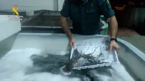 Contrabando de angulas en C&aacute;diz. A la c&aacute;rcel tras intervenirles 192 kilos