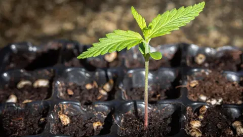 Cada vez m&aacute;s pa&iacute;ses legalizan el consumo de cannabis tanto medicinal como recreativo