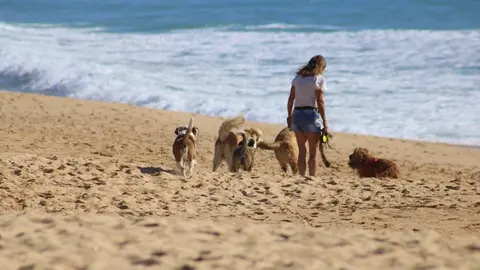 Promesa electoral en C&aacute;diz. As&iacute; se llamar&iacute;a la primera playa para perros en la capital