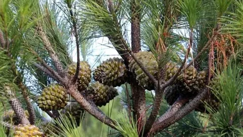 As&iacute; recolectan m&aacute;s de 17.000 kilos de pi&ntilde;a de pino sin autorizaci&oacute;n en Huelva