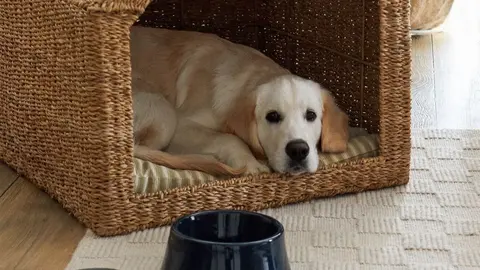 Cesta para mascotas tipo casa de Zara Home