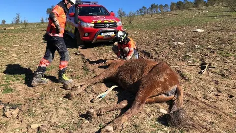 Este es el milagroso rescate de un caballo atrapado en una finca de Benaoj&aacute;n (M&aacute;laga)