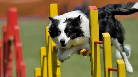 Un perro en una prueba de obst&aacute;culos